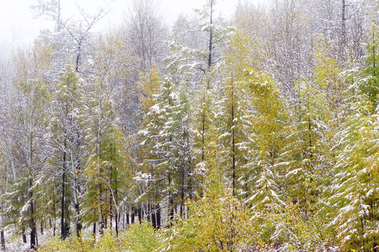 山林秋雪圖