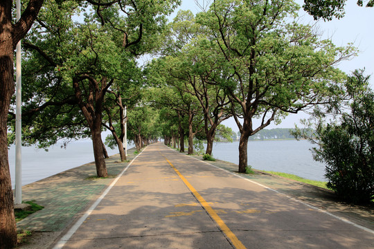 沿湖林蔭路