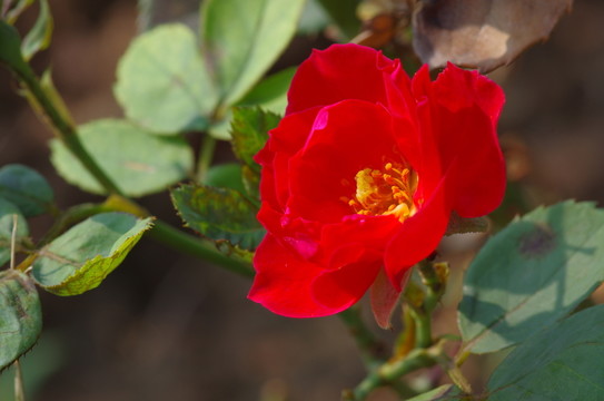 紅色月季花