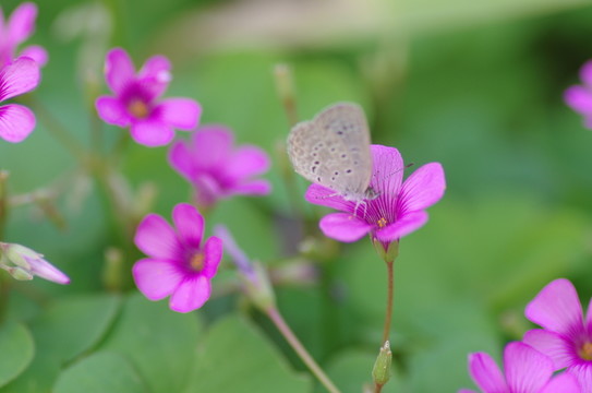 紫色花卉