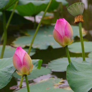 荷花