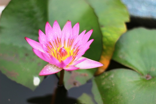 蓮花
