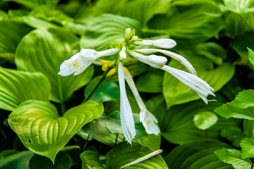 花卉