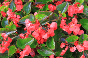 花卉