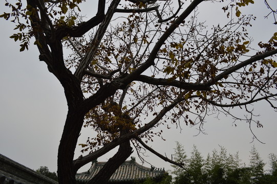 樹木剪影