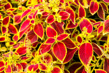 紅葉