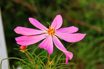 花卉