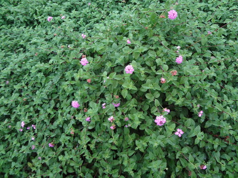 馬櫻丹 五色花