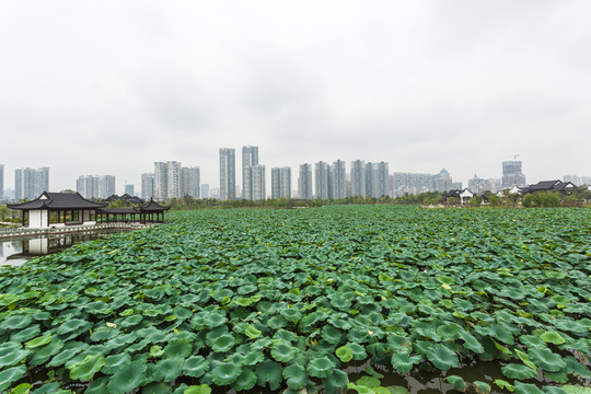 武漢沙湖公園荷塘