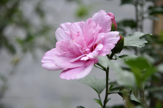 木槿花