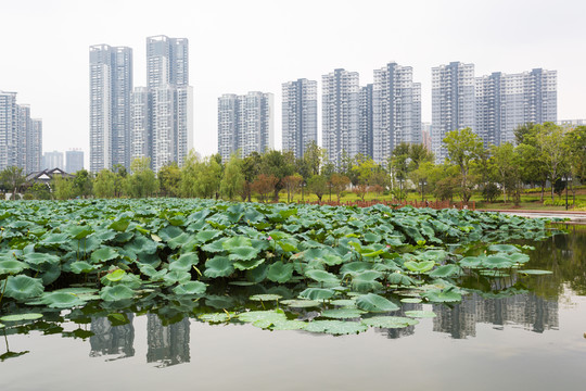 武漢沙湖公園荷塘