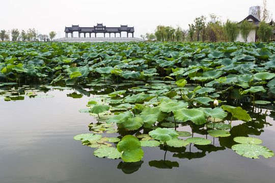 武漢沙湖公園荷塘