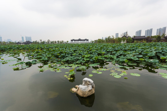 武漢沙湖公園荷塘