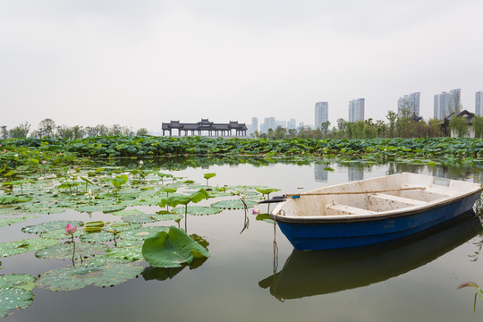 武漢沙湖公園荷塘