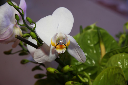 花朵上的鉆戒