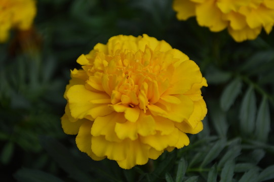 黃花