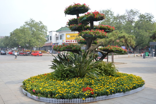 馬路盆景花卉