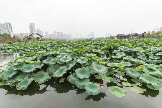 武漢沙湖公園荷塘