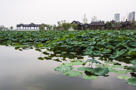 武漢沙湖公園荷塘