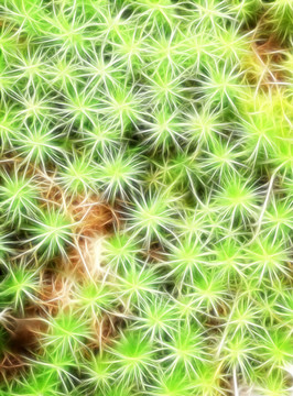 植物紋理 電腦畫