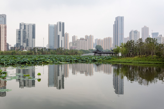 武漢沙湖公園荷塘