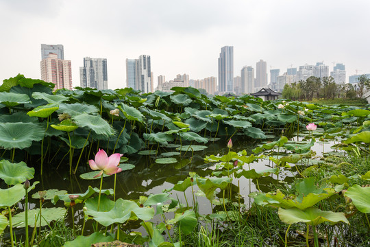 武漢沙湖