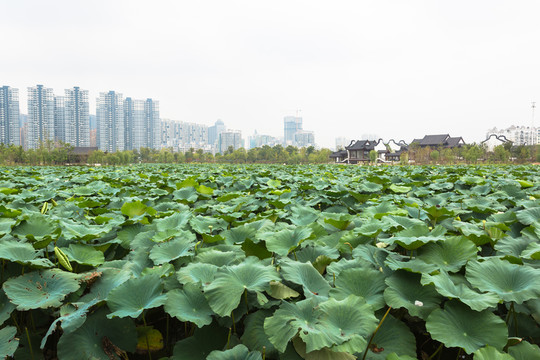武漢沙湖公園