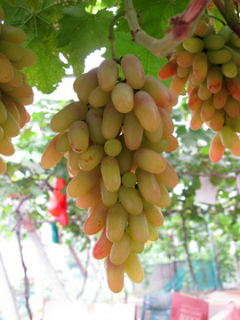 一串葡萄