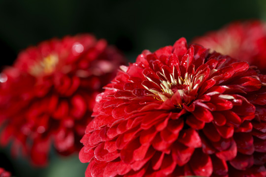 菊花