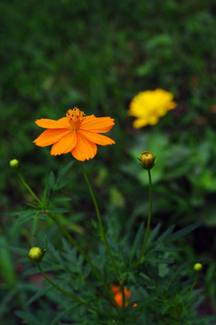 硫華菊