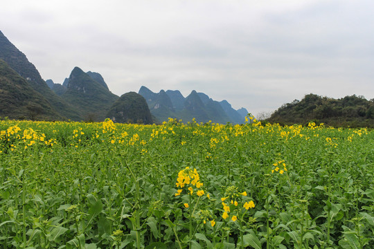 廣西陽(yáng)朔田園油菜花