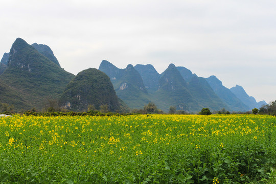 廣西陽(yáng)朔田園油菜花