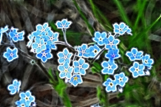 抽象花朵 電腦畫