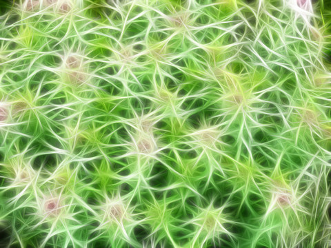 抽象花卉紋理 電腦畫
