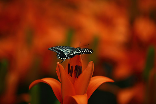 蝶戀花