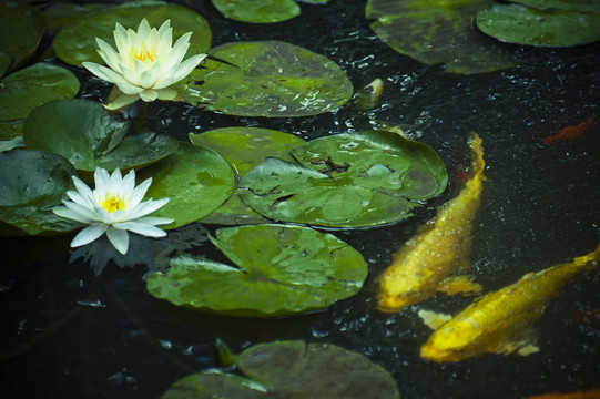 古猗園 睡蓮 鯉魚