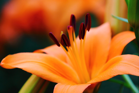 百合花