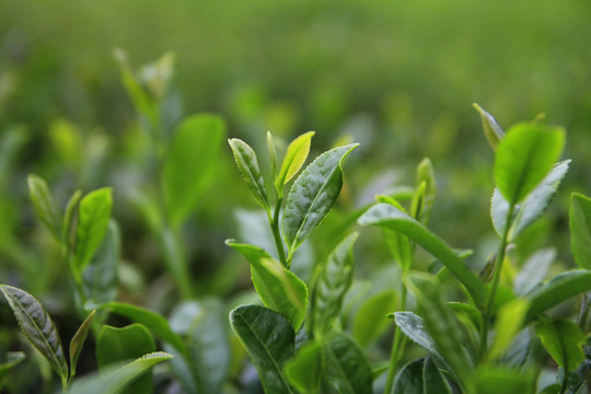 茶枝葉