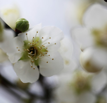 梅花