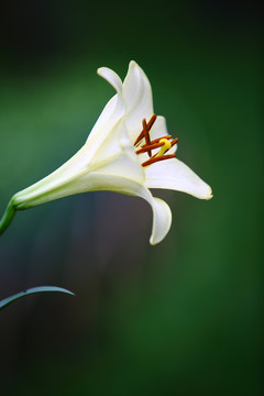 百合花