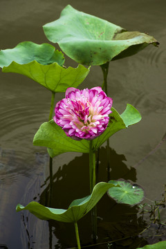 荷 花