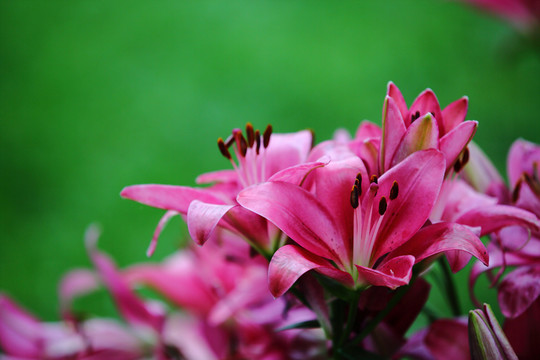百合花