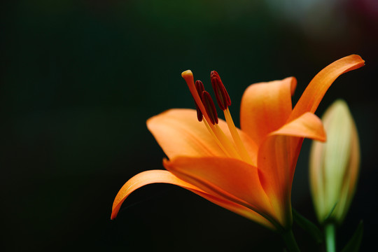 百合花