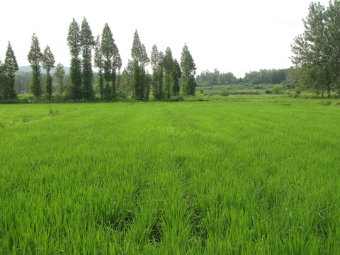 滁州鄉(xiāng)野夏日稻田
