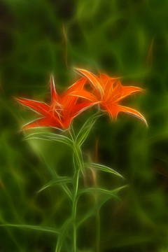 百合花 電腦抽象畫