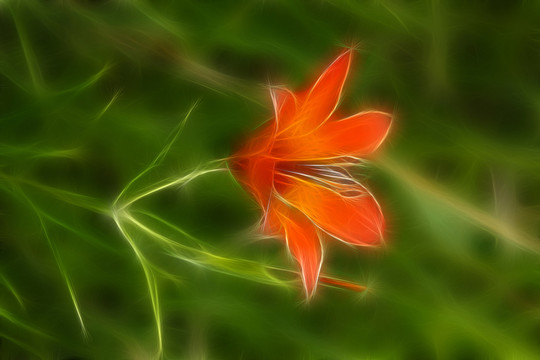 百合花 電腦抽象畫