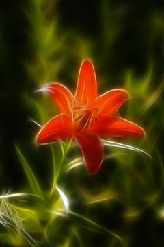 百合花 電腦抽象畫(huà)