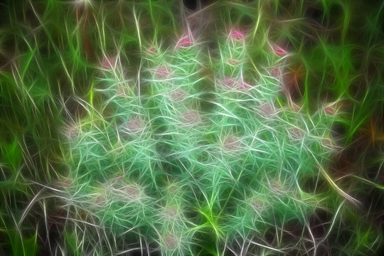 抽象花卉 電腦現(xiàn)代畫