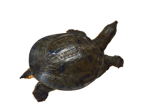 鱉 野生鱉 土鱉 中華鱉