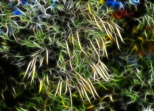 抽象植物紋理